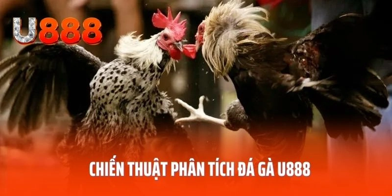 Chiến thuật phân tích đá gà U888