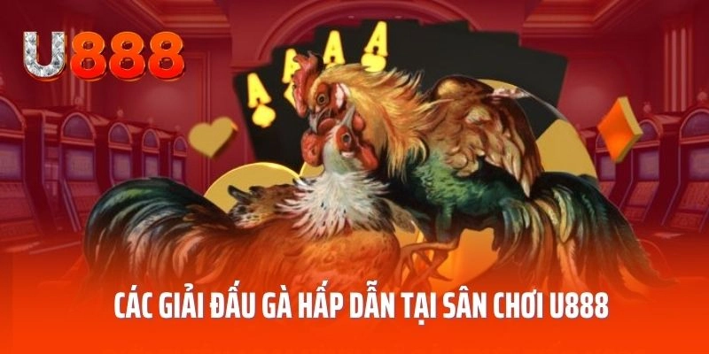 Các giải đấu gà hấp dẫn tại sân chơi U888
