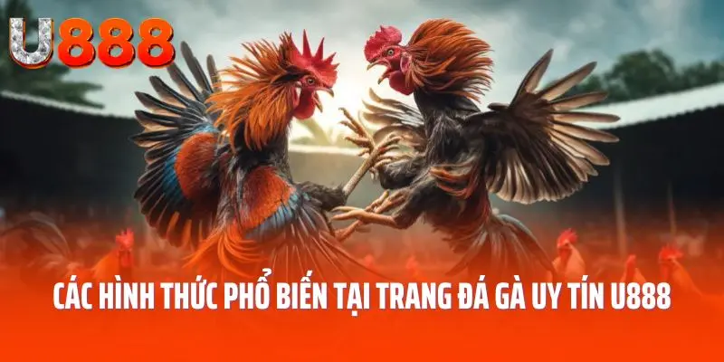 Các hình thức phổ biến tại trang đá gà uy tín U888